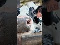 June Dairy Month continues at Ser-Ridge Farm in La Crosse, WI 🐮