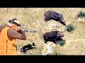 Chasse au sanglier 2023  wild boar hunting  domuzu avi  caccia ai cinghiali
