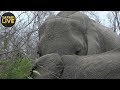 safariLIVE - Sunrise Safari - October 8, 2018