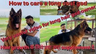 Long coat German shepherd | how to care long hair of a gsd