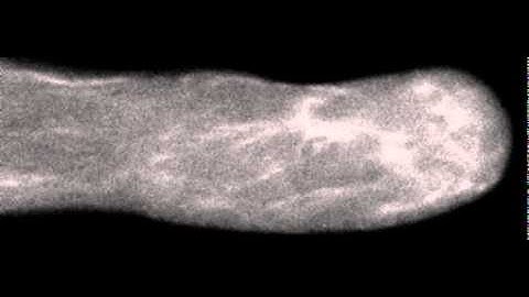 Polar Cell Growth Machinery in Pollen Tubes: Supplemental Video 4