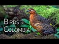 Colombia birding adventure diverse avian wonders  episode 1