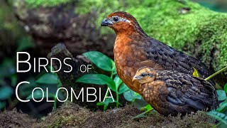 Colombia Birding Adventure: Diverse Avian Wonders | Episode 1