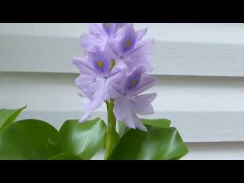 Video: Eichornia (15 Fotoğraf): Su Sümbülü Nedir? Akvaryumda Ve Diğer Türlerde Eichornia Varifolia. Bir Bitki Kışın Nasıl Tutulur? Dikim Ve Ayrılma