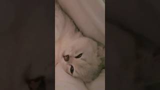 Cat sleeps with eyes open