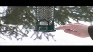 Mini Squirrel Buster Feeder | DrsFosterSmith.com