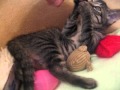 Cutie Patootie Kitten playing - first day of foster - 2