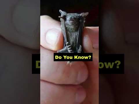 Meet the Bumblebee Bat The World's Smallest Mammal mp4