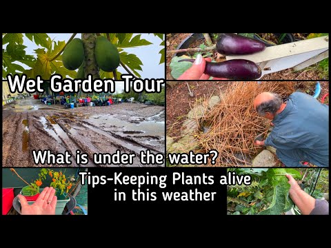 Video: Garden Flooding - Come salvare le piante dai danni delle inondazioni