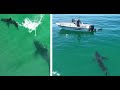 Great white shark approaches spear fishermen in one of the closest encounters yet
