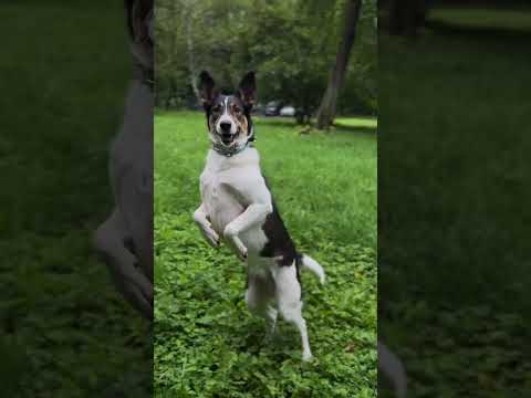 Сегодня отмечается день Благодарности своей собаке🩵 #dog #dogshorts #doglife #animals #dogs #собака