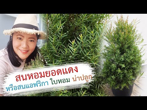 สนหอมยอดแดง หรือสนแอฟริกา ใบหอม น่าปลูก | เปิดโลกออนไลน์ Ep.102 | Aranya Channel