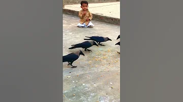 Crow Play With Baby Crow Tube Animalsounds Birdsounds Crows Crow Crowsounds Birdsbirds 