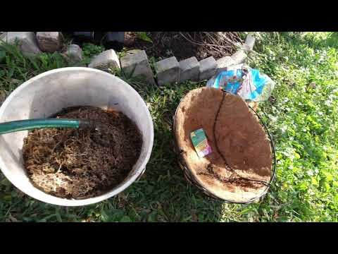 Staghorn Planting simple and easy how to.