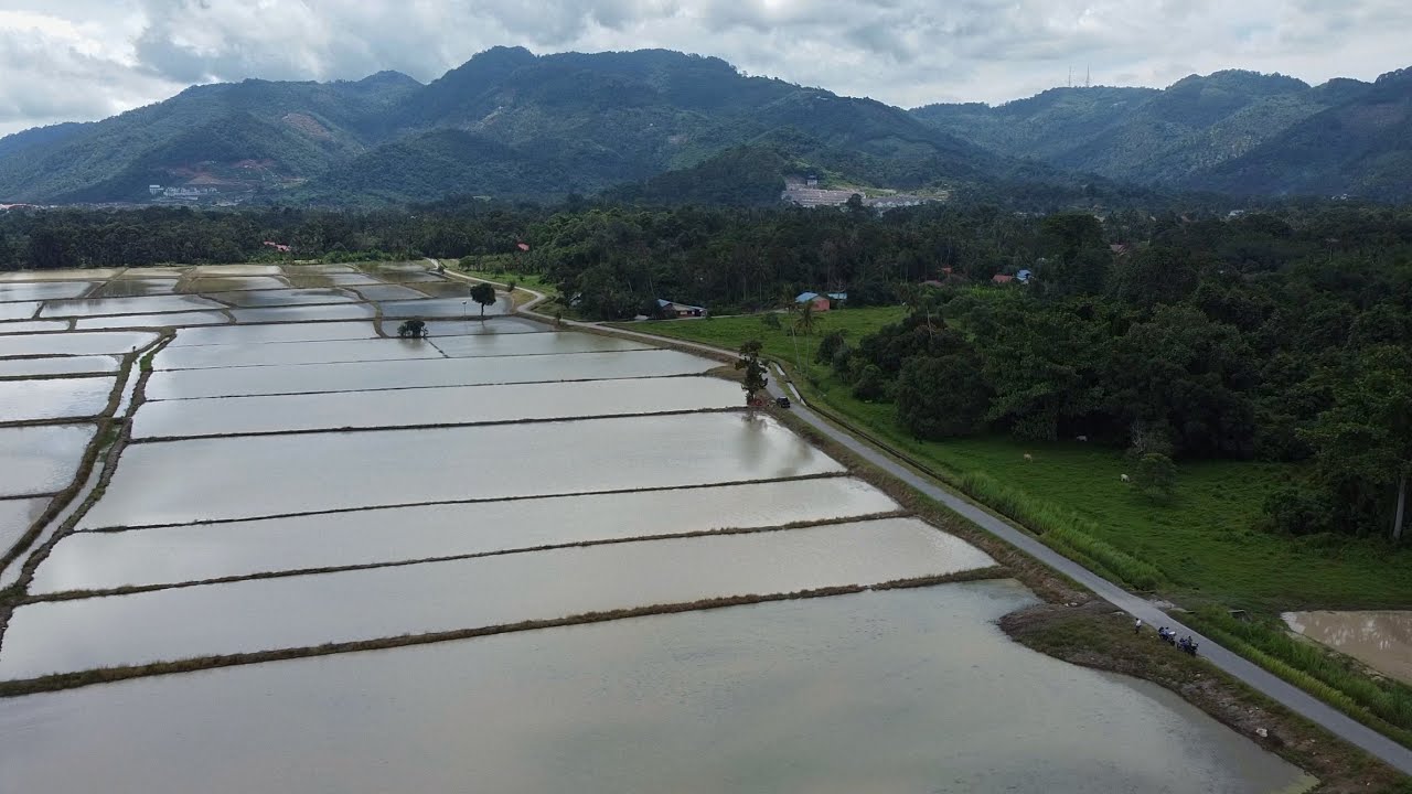 Paddy Fields in Balik Pulau, Penang (Cinematic)