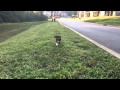 Molly - 1st Day - Puppy Run