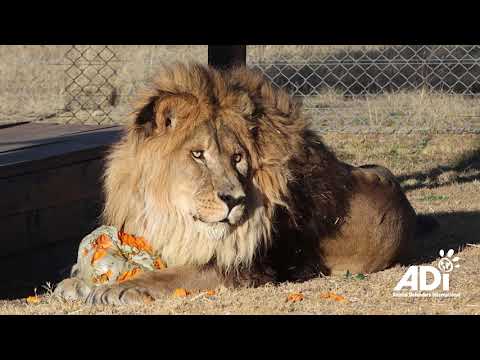 World's Loneliest Lion Arrives in South Africa from Armenia Zoo