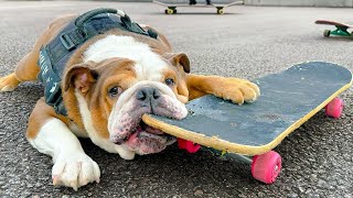 Bruno The Bulldog Goes Skateboarding for the 1st Time!