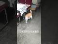 本当にしょうがない飼い主だなぁ