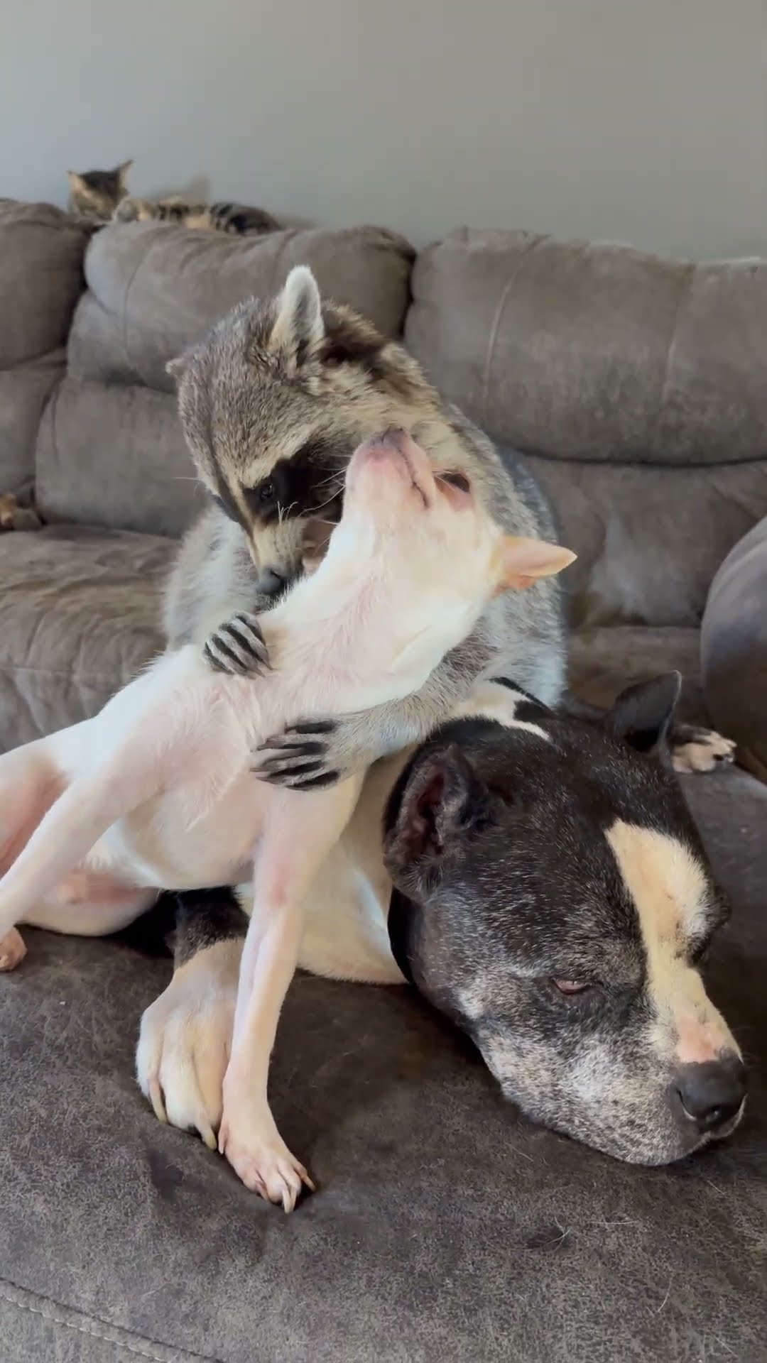 Snuggle Puddle Struggle Between Raccoon And Dogs || ViralHog