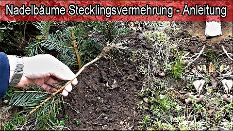 Kann sich ein Nadelbaum wieder erholen?