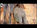 Why Do Elephants Destroy Trees?