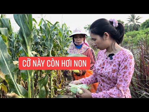 Tập 276| Nhi Theo Dì Học Cách Thu Mua Rau Củ Để Mang Ra Chợ Bán