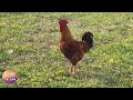 📗Chickens roosters & birds sound - Amazing nature sounds from the Greek fauna for education