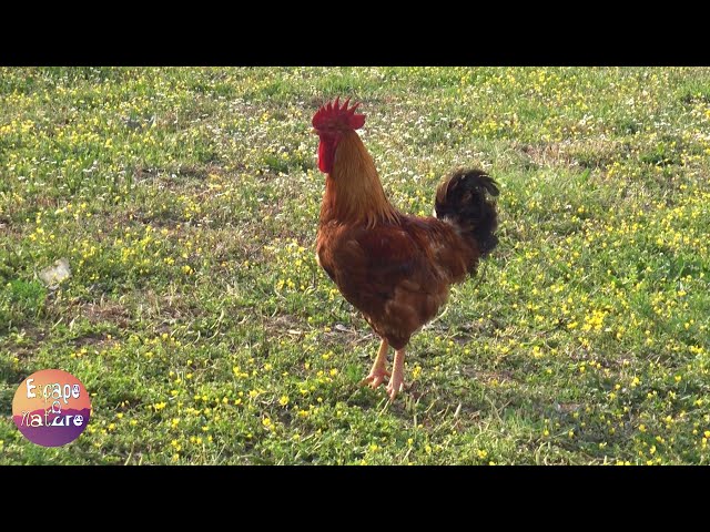 Suara ayam, ayam jantan & burung - Suara alam menakjubkan dari fauna Yunani untuk pendidikan class=