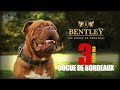 BENTLEY 3 Years Old - Dogue de Bordeaux (French Mastiff) の動画、YouTube動画。
