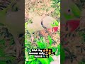 #talkingparot #talkingparrot #birds #cutebird #nonstoptalkingparrot