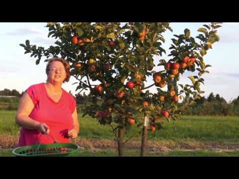 Video: Die Allgegenwärtige Apfel-Hermelin-Motte