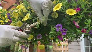 How to Keep your Calibrachoa (Million Bells) Blooming