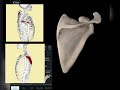 La scapula en 3d