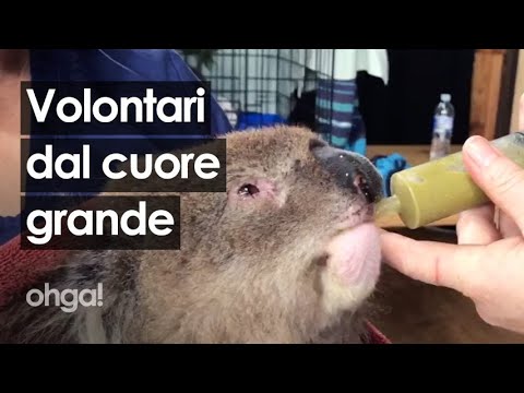 Video: Perché gli eucalipti hanno bisogno del fuoco?