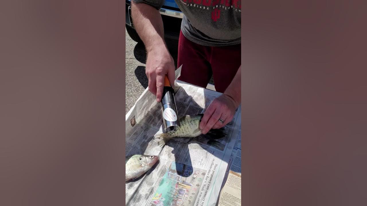 electric fish scaler YouTube