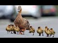 Cute Baby Ducks Following Mom | Funny Everyday Compilation