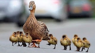 Cute Baby Ducks Following Mom | Funny Everyday Compilation