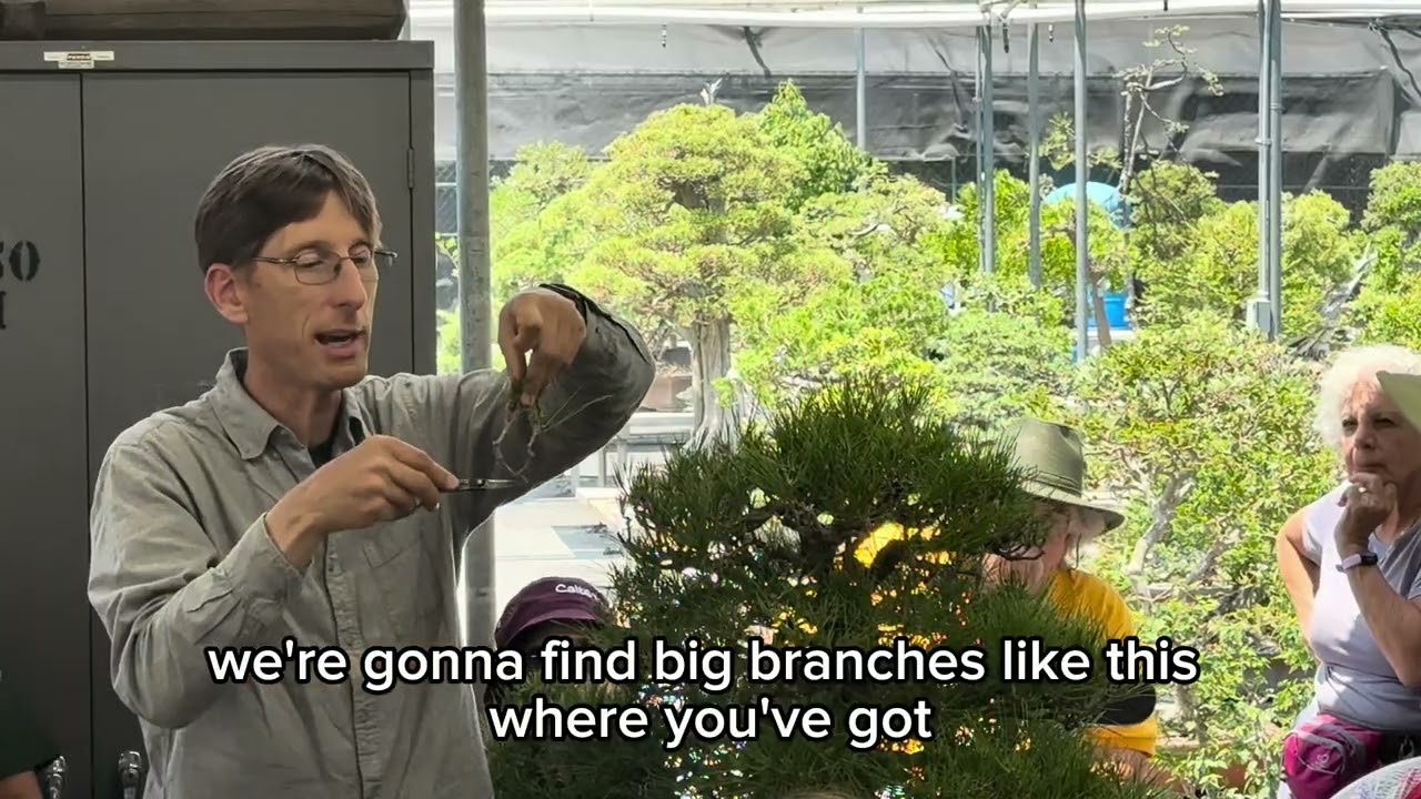 Jonas Dupuich takes us though how to cut back a mature over grown black pine. @the Huntington. GSBF