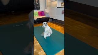 Trick Training mit Leo Löwchen #doglover #leo #dog #hundevideos