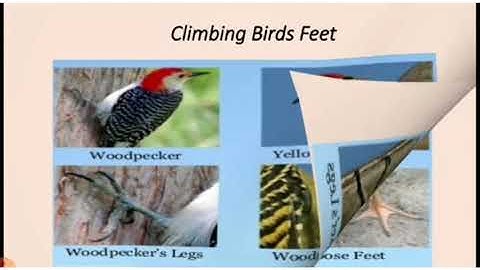 Class III EVS Ch.8 Birds