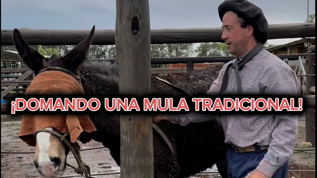!Como domar una Mula! 