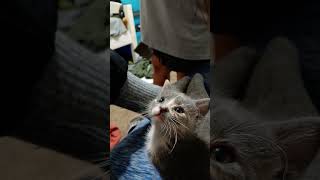 Kitty core
