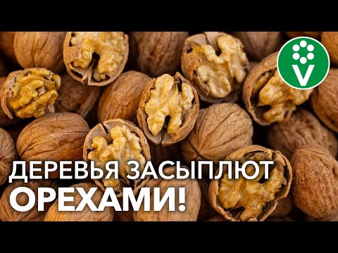 СЕКРЕТ ВЫРАЩИВАНИЯ ГРЕЦКОГО ОРЕХА ИЗ СЕМЯН!