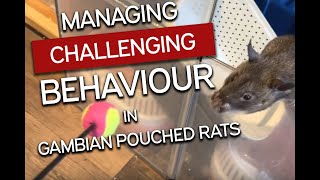 Managing Challenging Behaviour In Gambian Pouched Rats
