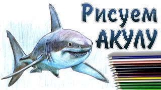 КАК НАРИСОВАТЬ АКУЛУ. How to draw a shark