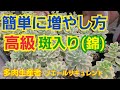 【多肉植物】【ガーデニング】簡単に増やし方‼️高級