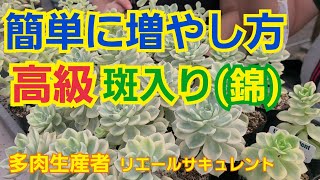 【多肉植物】【ガーデニング】簡単に増やし方‼️高級