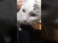 Васька не даёт работать в выходной