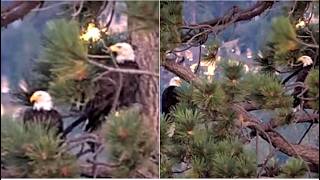 FOBBV SHADOW BANDED SUB ADULT KD1 WAKE UP TOGETHER IN MORNING SPEND 2ND NIGHT TOGETHER 8 8 26